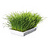 Трева за котки - Trixie Cat Grass - 100гр