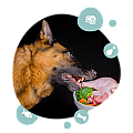 BARF храна за кучета