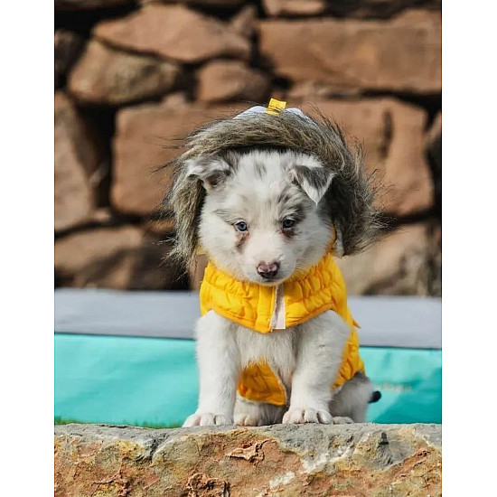 Freedog Pooch Coat Yellow - Непромокаемо яке за кучета с качулка, жълто