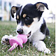 KONG Puppy Binkie - Гумен биберон със звук за подрастващи кученца