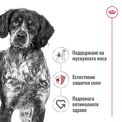 Royal Canin Medium Adult Dog Can in Loaf - Консерва за кучета от средни породи в зряла възраст - 410 гр