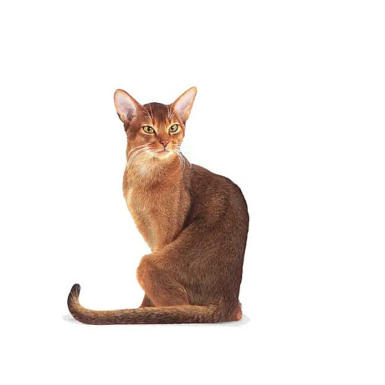 Royal Canin Fussy Exigent - Суха храна за котки с капризен апетит