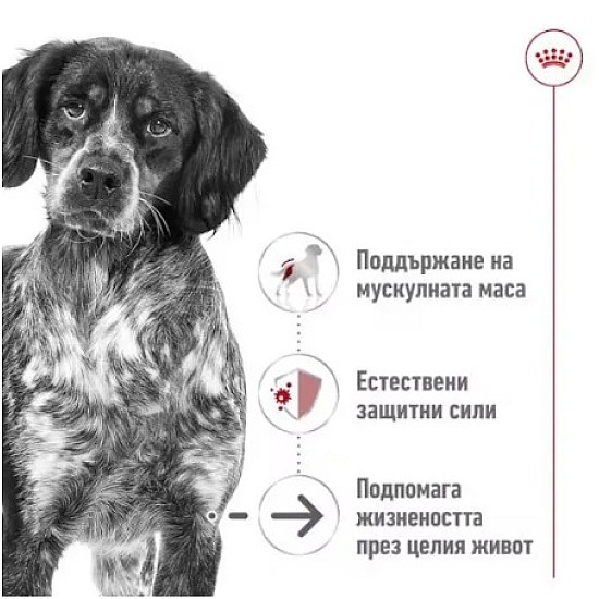 Royal Canin Medium Ageing 10+ – Суха храна за възрастни кучета от средни породи над 10 години - 15 кг
