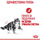 Royal Canin Urinary Care In Jelly 12x85 - Пълноценна мокра храна за котки в зряла възраст с уринарна чувствителност – пауч парченца в желе