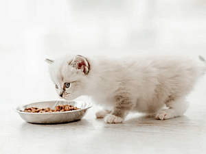 Хранене на малко коте - полезни съвети и насоки