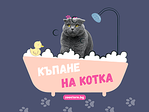 Къпане на котка – нужно ли е и как да се справим?