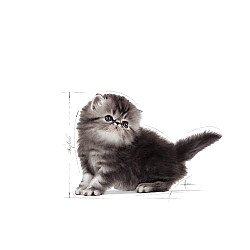 Royal Canin Persian Kitten - Пълноценна суха храна за подрастващи персийски котенца до 12-месечна възраст