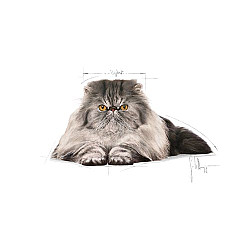 Royal Canin Persian Adult  - Пълноценна суха храна за персийски котки в зряла възраст над 12 месеца