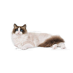 Royal Canin Ragdoll Adult 10 kg - Пълноценна суха храна за рагдол в зряла възраст над 12 месеца