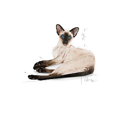 Royal Canin Siamese Adult 10kg - Пълноценна суха храна за сиамски котки в зряла възраст над 12 месеца