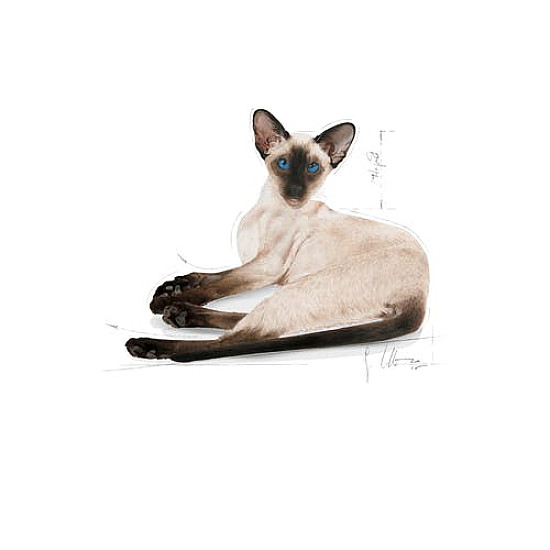 Royal Canin Siamese Adult 10kg - Пълноценна суха храна за сиамски котки в зряла възраст над 12 месеца