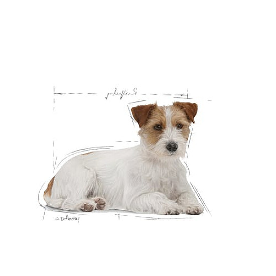 Royal Canin Ageing Mini 12+  Пълноценна суха храна за кучета от дребни породи над 12 години 1.5 кг