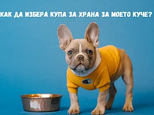 Как да избера най-правилната купа за храна за моето куче?