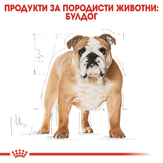 Royal Canin Bulldog Adult - суха храна за кучета порода булдог в зряла възраст над 12 месеца