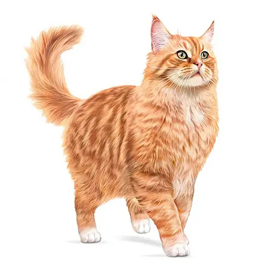 Royal Canin Cat Ageing 11+ 12x85 гр - Пълноценна мокра храна за котки над 11 годишна възраст