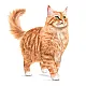 Royal Canin Cat Ageing 11+ 12x85 гр - Пълноценна мокра храна за котки над 11 годишна възраст