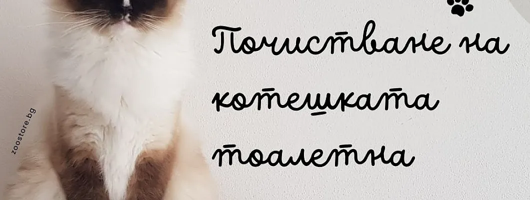 Как правилно се почиства котешка тоалетна?