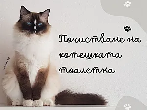 Как правилно се почиства котешка тоалетна?