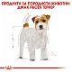 Royal Canin Jack Russell Terrier Adult-суха храна за джак ръсел 1.5 кг