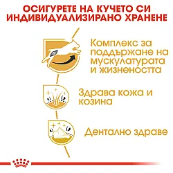 Royal Canin Jack Russell Terrier Adult-суха храна за джак ръсел 1.5 кг