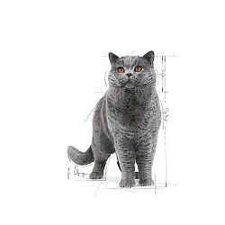 Royal Canin British Shorthair Adult Pouch 12x85g - Пълноценна мокра храна в пауч за британски късокосмести котки в зряла възраст над 12 месеца