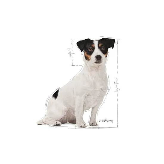 Royal Canin Adult Mini 8+ - Пълноценна суха храна за кучета от дребни породи от 8 до 12 години