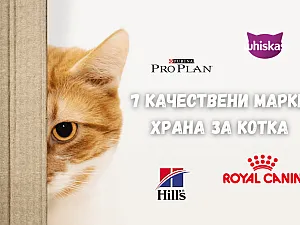 8 качествени марки храна за котки