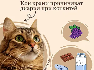 Кои храни причиняват диария при котките?