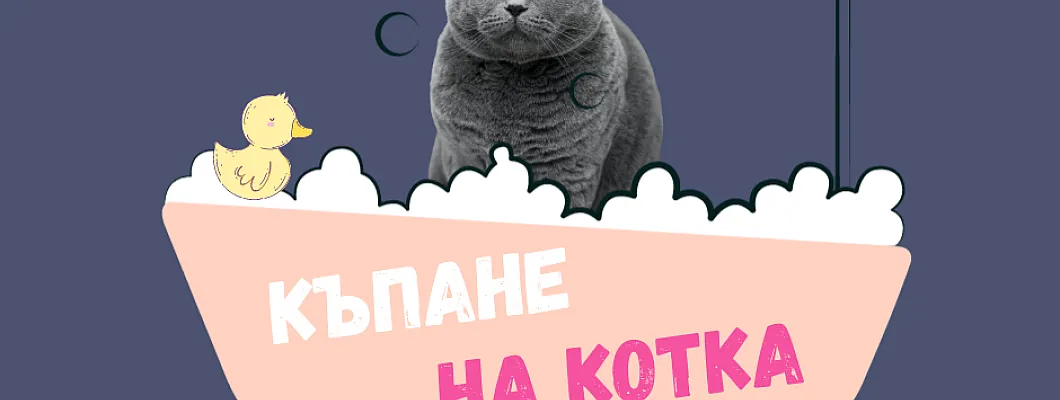Къпане на котка – нужно ли е и как да се справим?