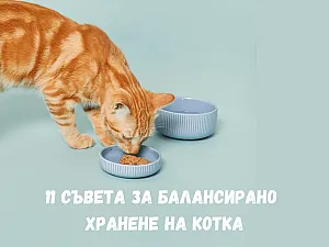 11 съвета за правилно и балансирано хранене на вашата котка