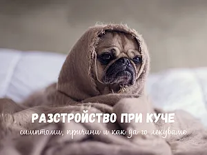 Разстройство при куче - симптоми, причини и как да го лекуваме