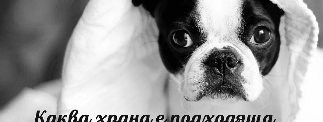 Каква храна е подходяща за кастрирано куче?