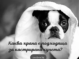 Каква храна е подходяща за кастрирано куче?