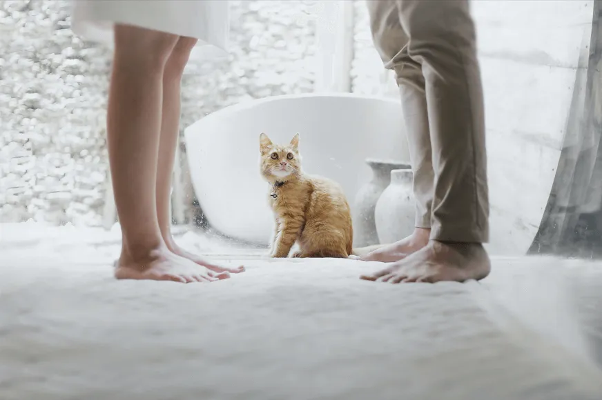 котка с хора в баня