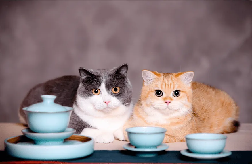 две котки