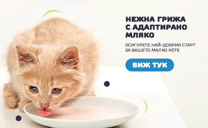 Сухо мляко за котенца
