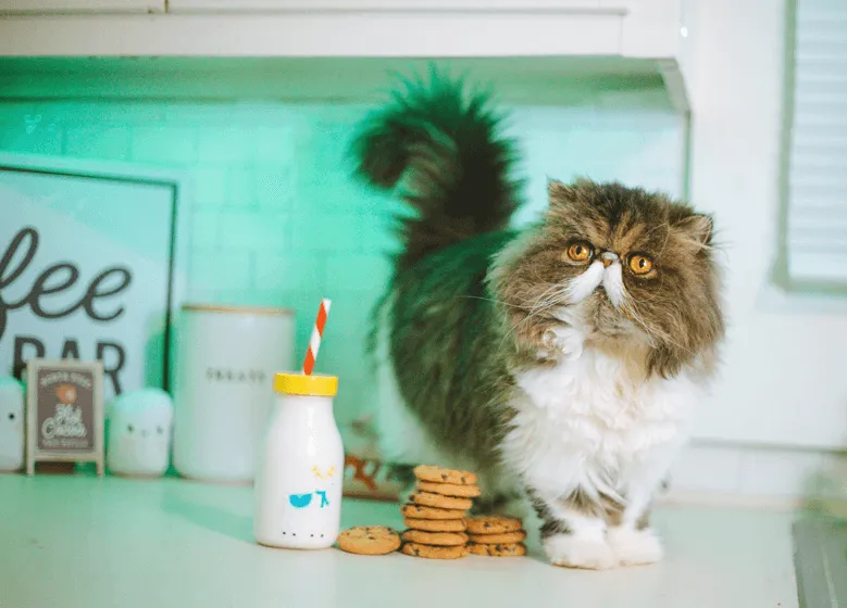 котка с мляко и храна