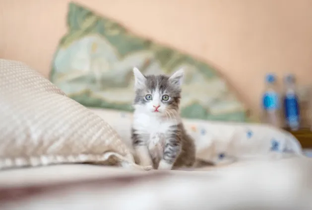 малко коте