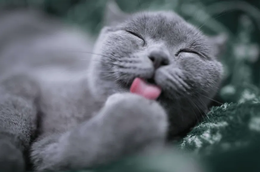 котка се къпе