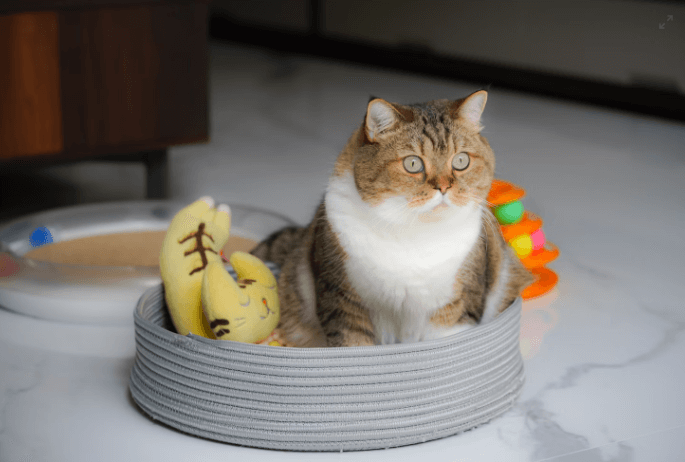котка с плюшена играчка банан