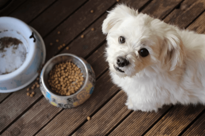 куче с купичка с кучешка храна
