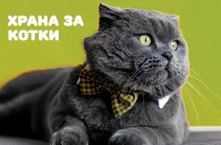 Храна за котки